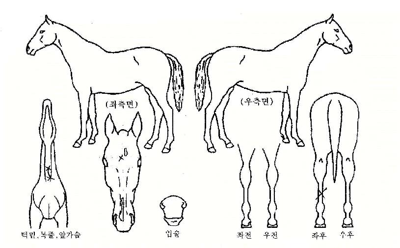 ÇѽÅÀÚ¸¶ÀÇ Ãø¸é,¿ì¸é,µÞ¸é,µÎ»ó,´Ù¸®ÀÇ Æ¯Â¡µµÇØ