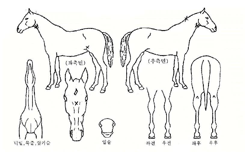 ¹Ù¶÷ÁúÁÖÀÇ Ãø¸é,¿ì¸é,µÞ¸é,µÎ»ó,´Ù¸®ÀÇ Æ¯Â¡µµÇØ