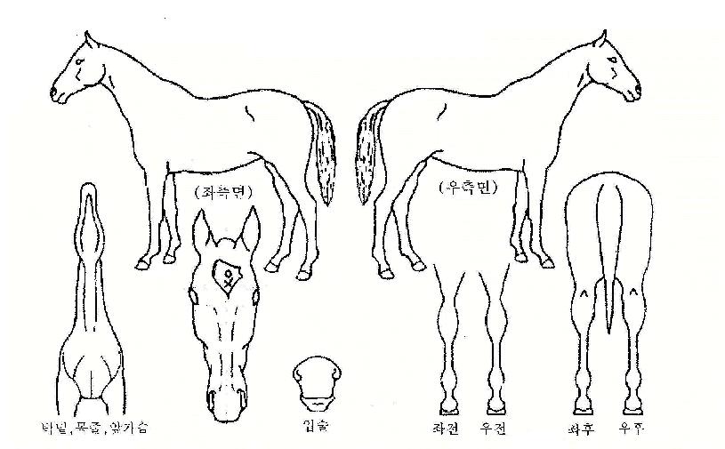 �������� ����,���,�޸�,�λ�,�ٸ��� Ư¡����