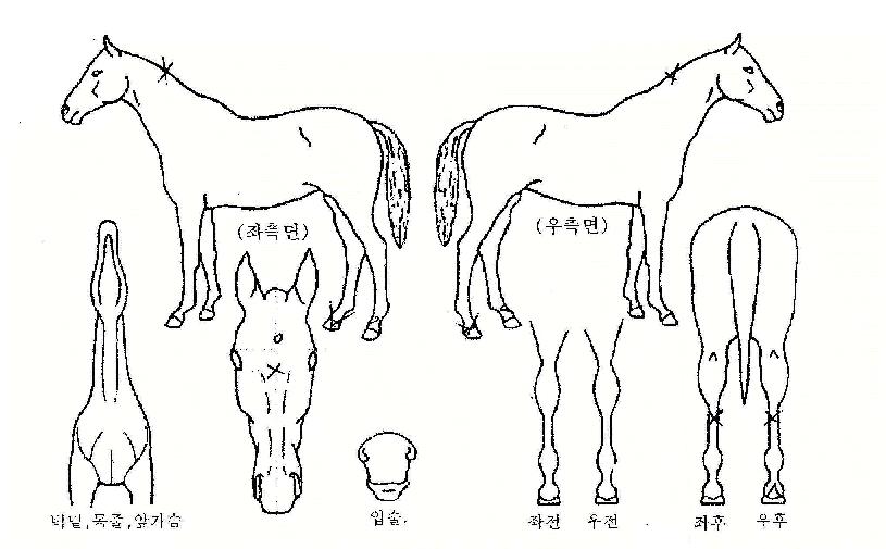 ¼¸®½ºÀÚ¸¶ÀÇ Ãø¸é,¿ì¸é,µÞ¸é,µÎ»ó,´Ù¸®ÀÇ Æ¯Â¡µµÇØ