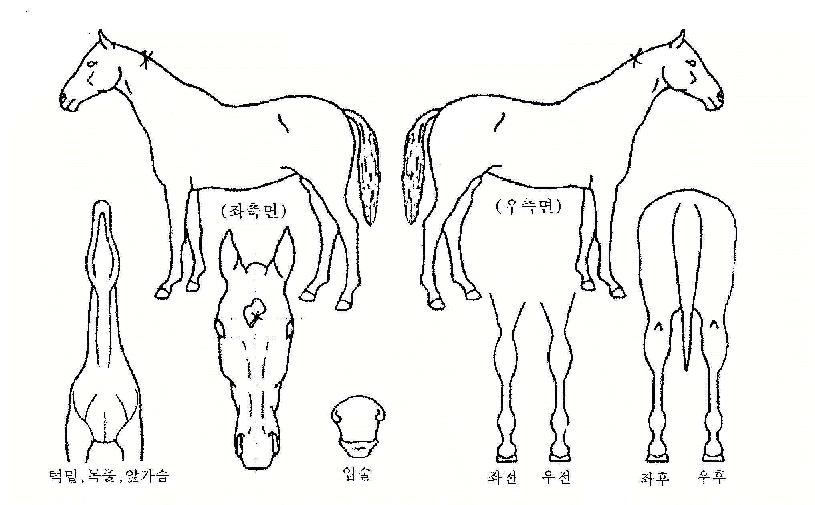 ²¿¸¶ÀÇ Ãø¸é,¿ì¸é,µÞ¸é,µÎ»ó,´Ù¸®ÀÇ Æ¯Â¡µµÇØ