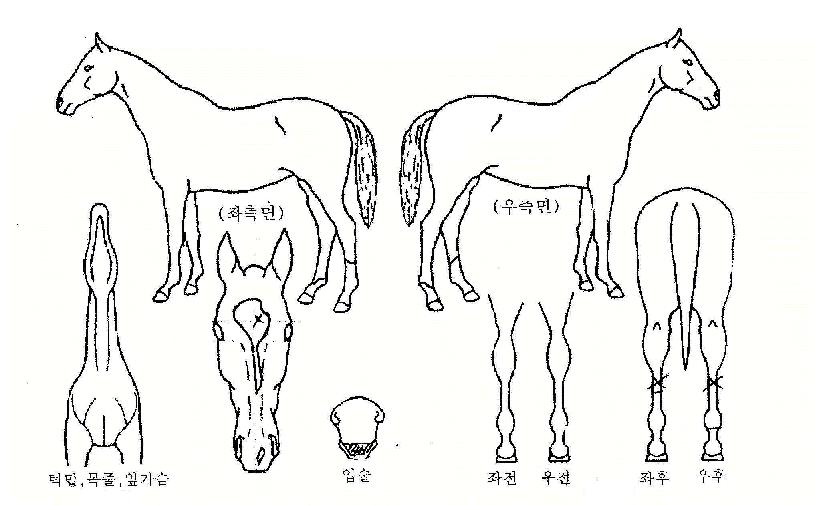 ����� ����,���,�޸�,�λ�,�ٸ��� Ư¡����