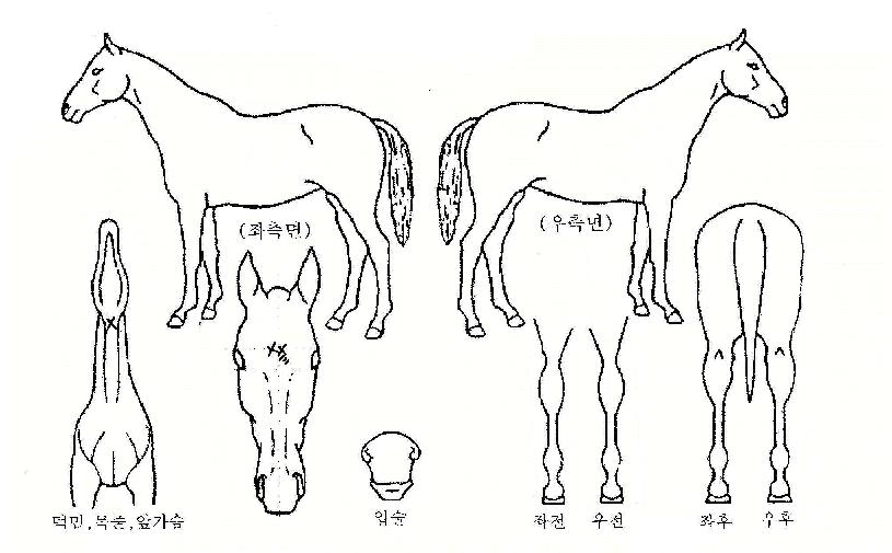 �Ͼᳯ���� ����,���,�޸�,�λ�,�ٸ��� Ư¡����