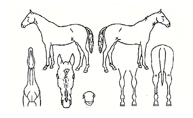 ÇϴúñÇàÀÇ Ãø¸é,¿ì¸é,µÞ¸é,µÎ»ó,´Ù¸®ÀÇ Æ¯Â¡µµÇØ