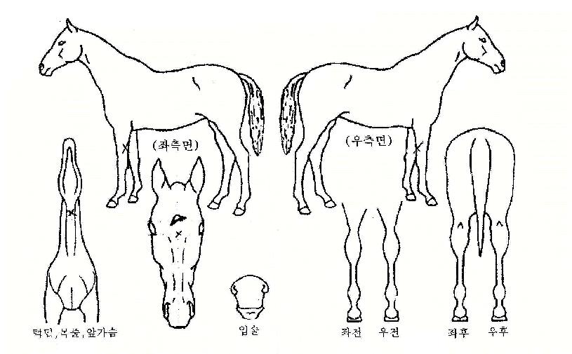 ���Ŀ��� ����,���,�޸�,�λ�,�ٸ��� Ư¡����