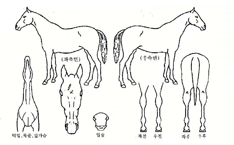 ¼®¸²»çÀÇ Ãø¸é,¿ì¸é,µÞ¸é,µÎ»ó,´Ù¸®ÀÇ Æ¯Â¡µµÇØ