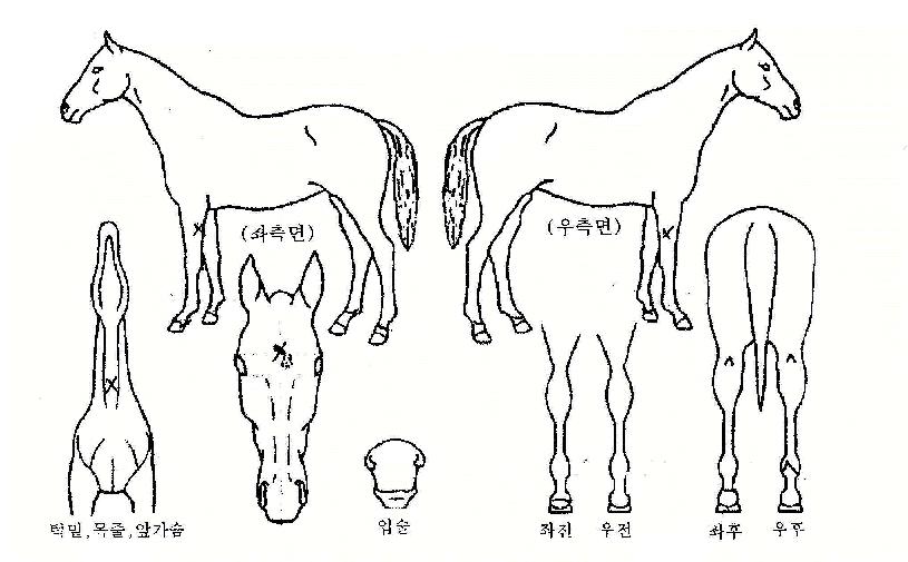 õ������ ����,���,�޸�,�λ�,�ٸ��� Ư¡����