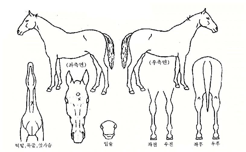 ´ëÇÑ¿³àÀÇ Ãø¸é,¿ì¸é,µÞ¸é,µÎ»ó,´Ù¸®ÀÇ Æ¯Â¡µµÇØ