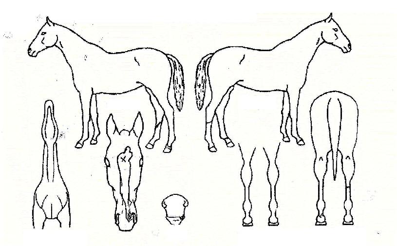 ���似���� ����,���,�޸�,�λ�,�ٸ��� Ư¡����