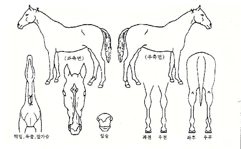 ���̵�Ʈ�ڸ��� ����,���,�޸�,�λ�,�ٸ��� Ư¡����