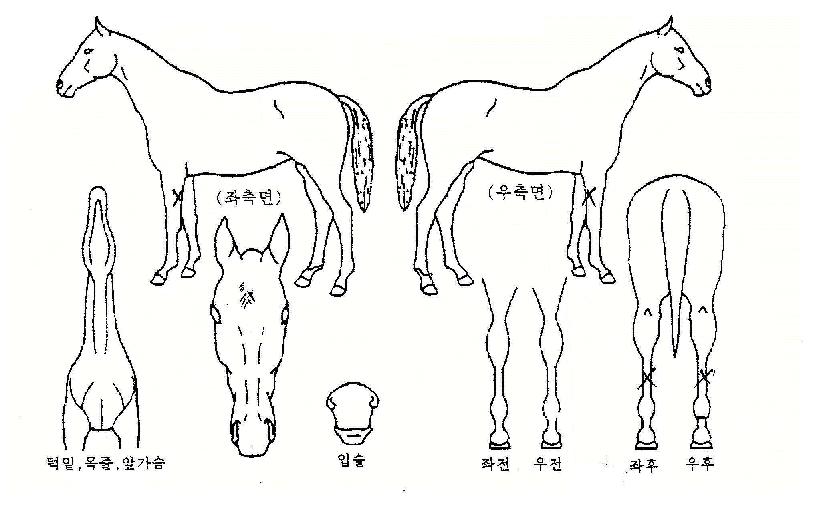 ������ ����,���,�޸�,�λ�,�ٸ��� Ư¡����