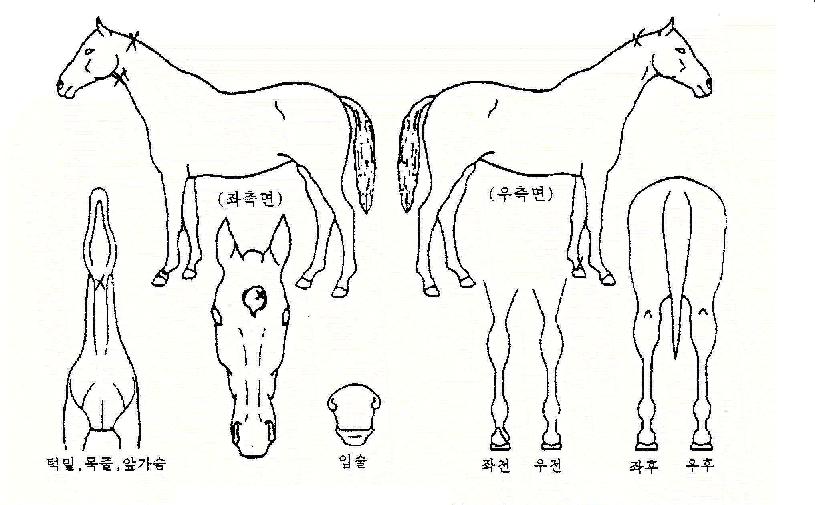 Ã»ÇØ¼ºÀÇ Ãø¸é,¿ì¸é,µÞ¸é,µÎ»ó,´Ù¸®ÀÇ Æ¯Â¡µµÇØ