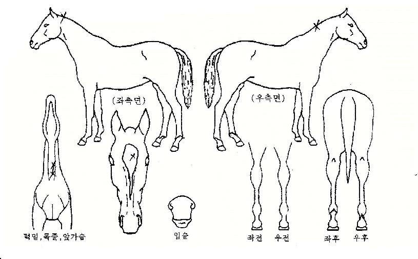 ½ºÅÆÇÁÀÇ Ãø¸é,¿ì¸é,µÞ¸é,µÎ»ó,´Ù¸®ÀÇ Æ¯Â¡µµÇØ