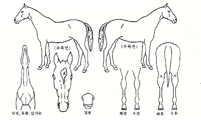 ´ë±ºÁÖÀÇ Ãø¸é,¿ì¸é,µÞ¸é,µÎ»ó,´Ù¸®ÀÇ Æ¯Â¡µµÇØ