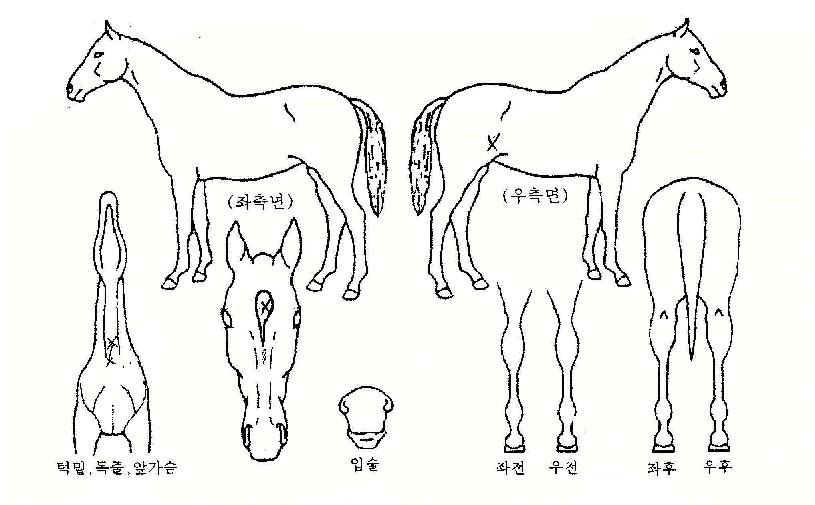 °í¿îÀåºÀÀÇ Ãø¸é,¿ì¸é,µÞ¸é,µÎ»ó,´Ù¸®ÀÇ Æ¯Â¡µµÇØ