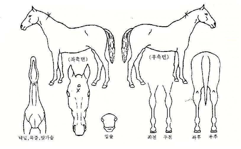 �ε������� ����,���,�޸�,�λ�,�ٸ��� Ư¡����