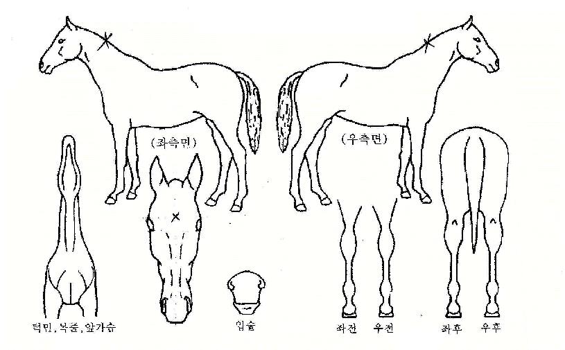 ���������ڸ��� ����,���,�޸�,�λ�,�ٸ��� Ư¡����