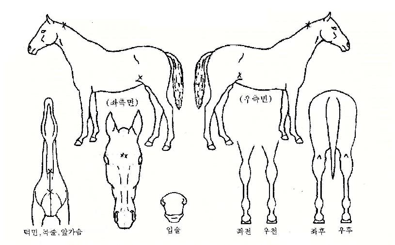 ÆøÁÖ±â°üÂ÷ÀÇ Ãø¸é,¿ì¸é,µÞ¸é,µÎ»ó,´Ù¸®ÀÇ Æ¯Â¡µµÇØ
