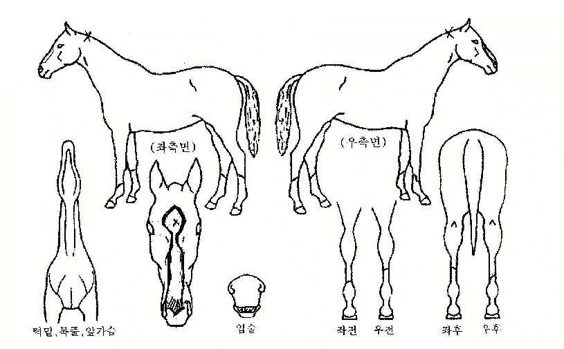 ���з��� ����,���,�޸�,�λ�,�ٸ��� Ư¡����