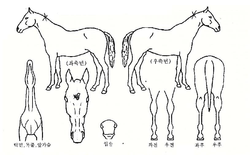 �޸յ帲�� ����,���,�޸�,�λ�,�ٸ��� Ư¡����