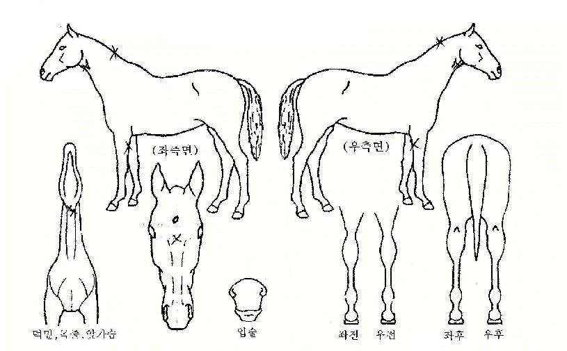 ÆøÇ³°Å¸ÀÇ Ãø¸é,¿ì¸é,µÞ¸é,µÎ»ó,´Ù¸®ÀÇ Æ¯Â¡µµÇØ