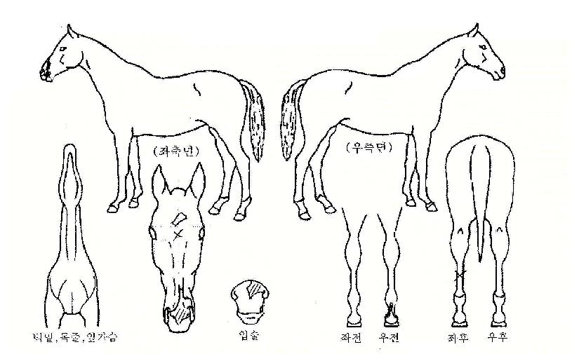 ¿µ¿õÈ£·ÉÀÇ Ãø¸é,¿ì¸é,µÞ¸é,µÎ»ó,´Ù¸®ÀÇ Æ¯Â¡µµÇØ
