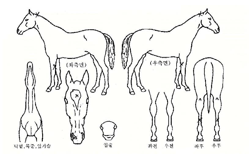 õµµ¿ÕÀÇ Ãø¸é,¿ì¸é,µÞ¸é,µÎ»ó,´Ù¸®ÀÇ Æ¯Â¡µµÇØ
