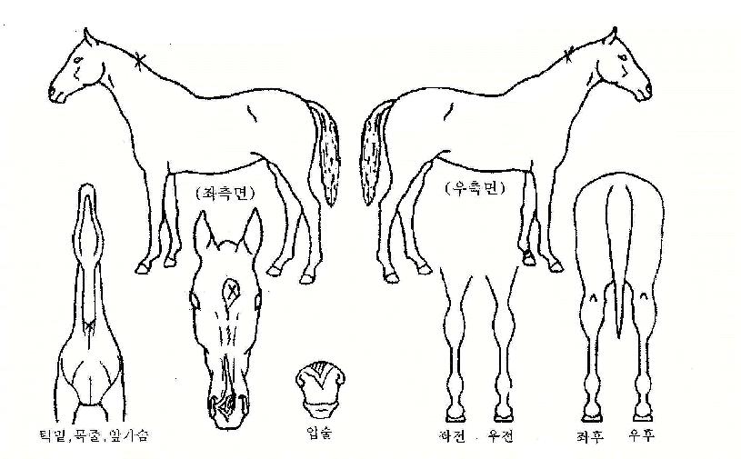 Ǫ����ħ�� ����,���,�޸�,�λ�,�ٸ��� Ư¡����