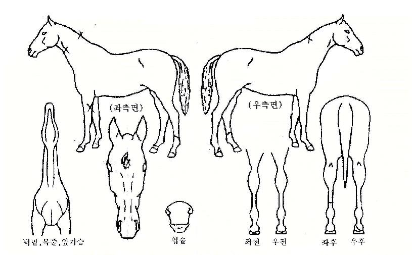°ñµç½º´ÏÄ¡ÀÇ Ãø¸é,¿ì¸é,µÞ¸é,µÎ»ó,´Ù¸®ÀÇ Æ¯Â¡µµÇØ