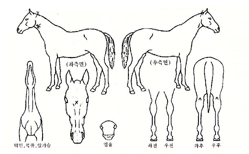 ������� ����,���,�޸�,�λ�,�ٸ��� Ư¡����