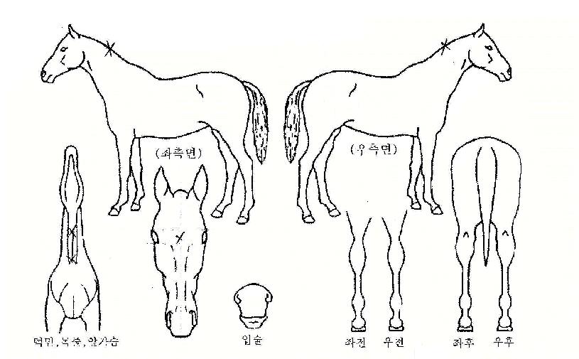 ¸¸¼±¸¸¼¼ÀÇ Ãø¸é,¿ì¸é,µÞ¸é,µÎ»ó,´Ù¸®ÀÇ Æ¯Â¡µµÇØ