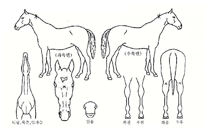 Ǯ���ǵ��� ����,���,�޸�,�λ�,�ٸ��� Ư¡����