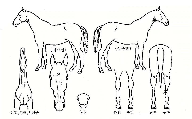 ����ī�� ����,���,�޸�,�λ�,�ٸ��� Ư¡����