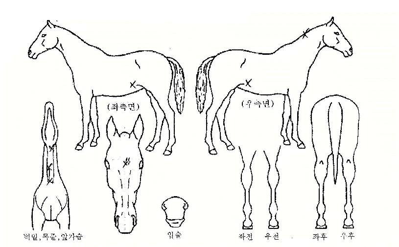 ����Ƽè�Ǿ��� ����,���,�޸�,�λ�,�ٸ��� Ư¡����