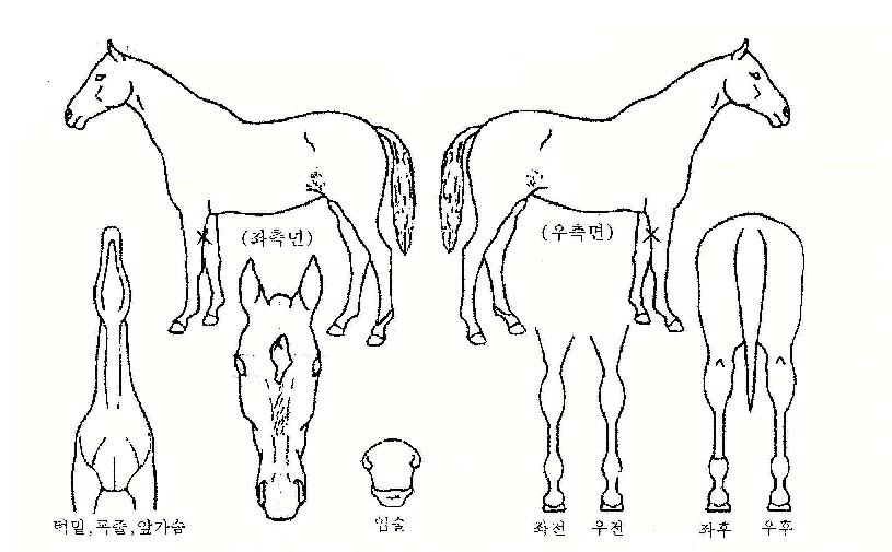 ¹Ù¶÷»çÀÌ·ÎÀÇ Ãø¸é,¿ì¸é,µÞ¸é,µÎ»ó,´Ù¸®ÀÇ Æ¯Â¡µµÇØ