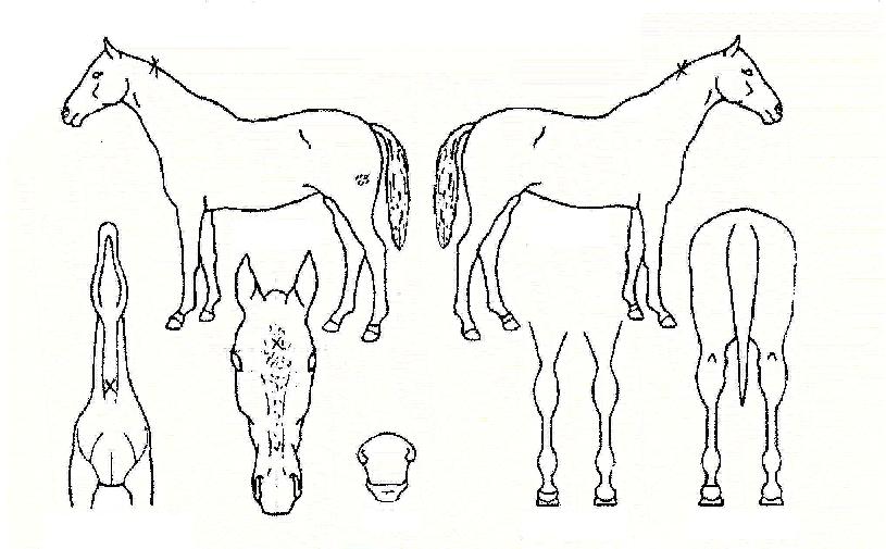 ������Ʈ�� ����,���,�޸�,�λ�,�ٸ��� Ư¡����