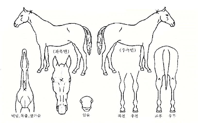 �յη��� ����,���,�޸�,�λ�,�ٸ��� Ư¡����