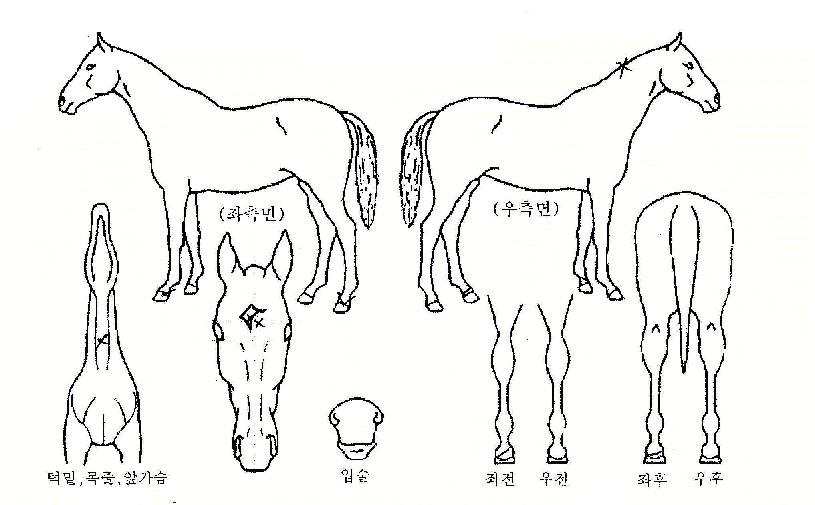 �������� ����,���,�޸�,�λ�,�ٸ��� Ư¡����