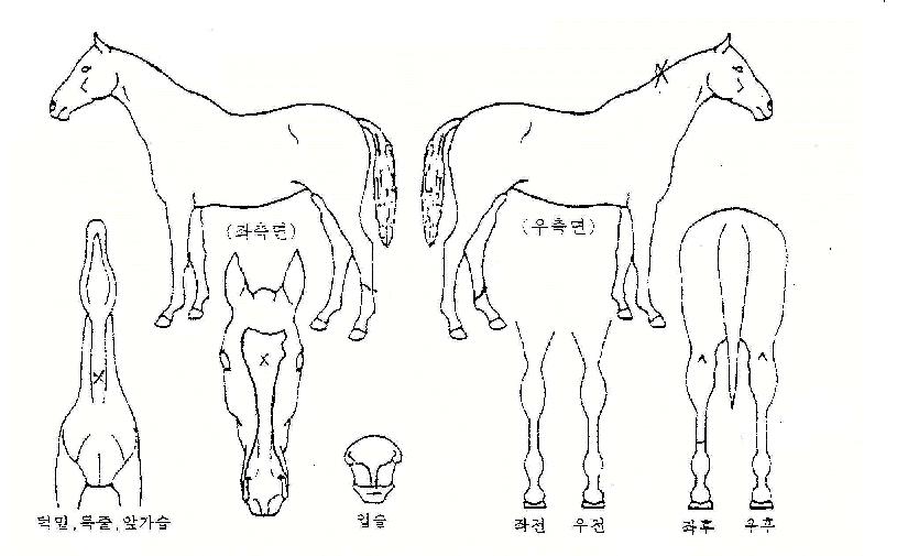 ĭŸŸ�� ����,���,�޸�,�λ�,�ٸ��� Ư¡����