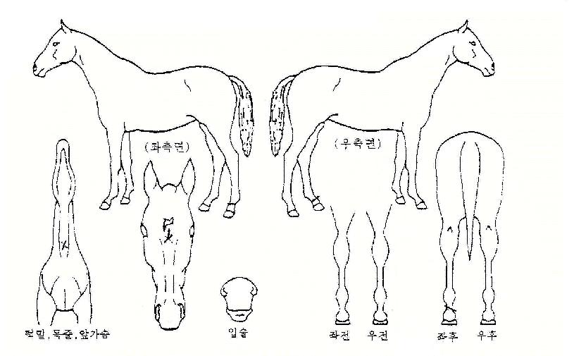 �׷���Ʈ���� ����,���,�޸�,�λ�,�ٸ��� Ư¡����