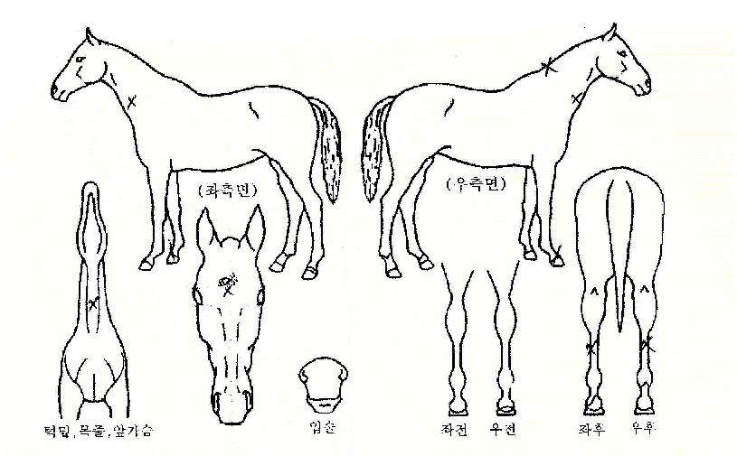 ÀδõĹ¹öµå½ÃÆ®ÀÚ¸¶ÀÇ Ãø¸é,¿ì¸é,µÞ¸é,µÎ»ó,´Ù¸®ÀÇ Æ¯Â¡µµÇØ