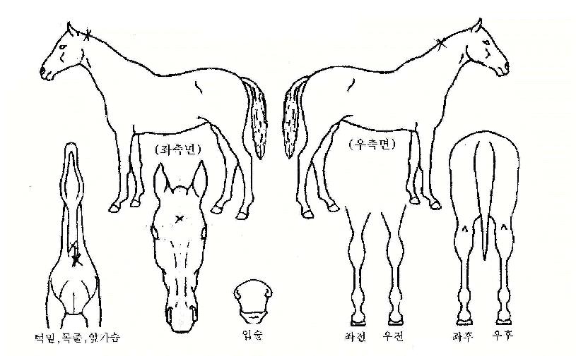 �ᰳ�� ����,���,�޸�,�λ�,�ٸ��� Ư¡����