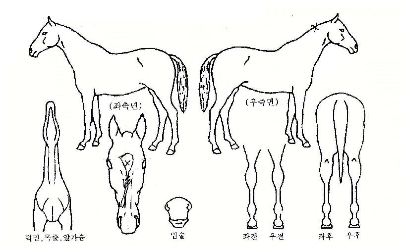 ÇÊ·¹³ª¸¶¸®ÀÚ¸¶ÀÇ Ãø¸é,¿ì¸é,µÞ¸é,µÎ»ó,´Ù¸®ÀÇ Æ¯Â¡µµÇØ