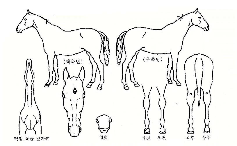 ������ ����,���,�޸�,�λ�,�ٸ��� Ư¡����