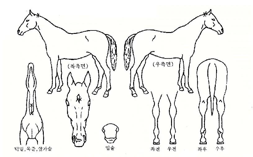 ĭ��Ʈ�ڸ��� ����,���,�޸�,�λ�,�ٸ��� Ư¡����