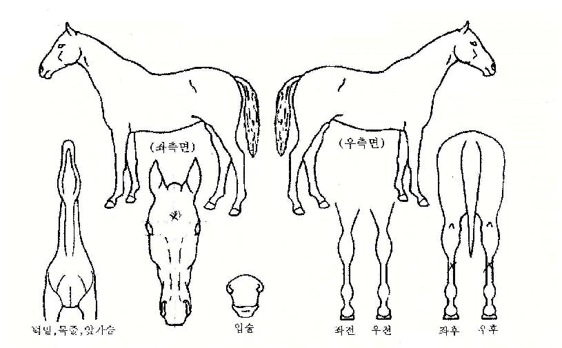 Ÿ°¡ÀÇ Ãø¸é,¿ì¸é,µÞ¸é,µÎ»ó,´Ù¸®ÀÇ Æ¯Â¡µµÇØ