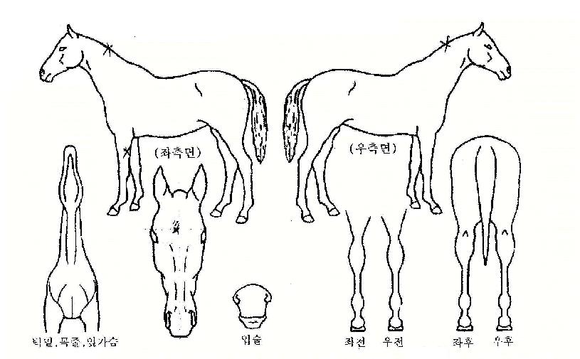 �鳪�ϰ��� ����,���,�޸�,�λ�,�ٸ��� Ư¡����