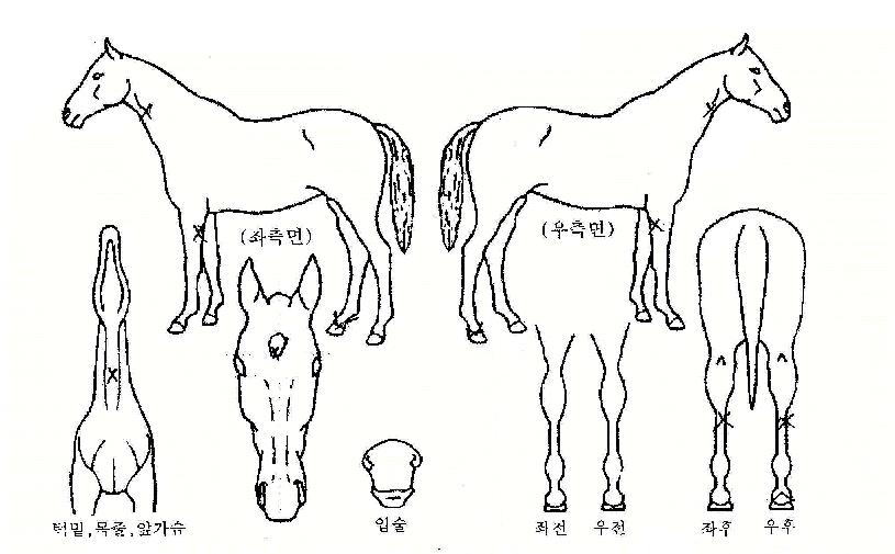 ¾Èµ¥½ºÀÇ Ãø¸é,¿ì¸é,µÞ¸é,µÎ»ó,´Ù¸®ÀÇ Æ¯Â¡µµÇØ