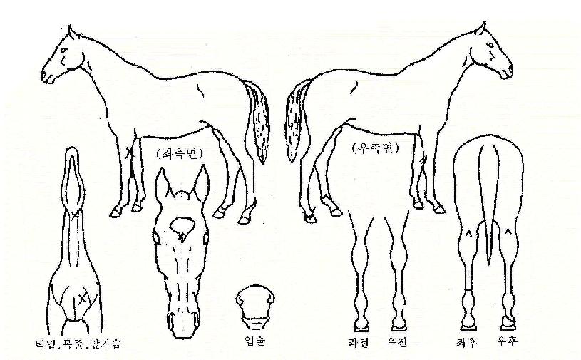 »õȲÁ¦ÀÇ Ãø¸é,¿ì¸é,µÞ¸é,µÎ»ó,´Ù¸®ÀÇ Æ¯Â¡µµÇØ