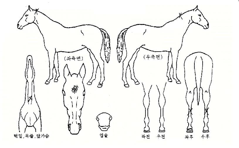 ·¯ºùÄÅÀÇ Ãø¸é,¿ì¸é,µÞ¸é,µÎ»ó,´Ù¸®ÀÇ Æ¯Â¡µµÇØ